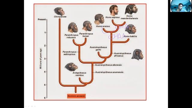 Free MCAT 15 Week Supplement Program Biology Selection & Speciation