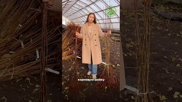 Не заглубляйте корневую шейку #дача #дачастайл #дачадача #любимаядача #дача #любимыйсад #дачники