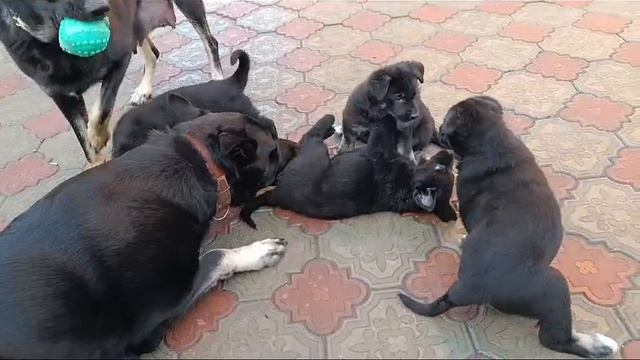 Родители ухаживают за щенками ВЕО смотреть онлайн