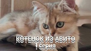 КОТЁНОК ИЗ АВИТО- 1 серия