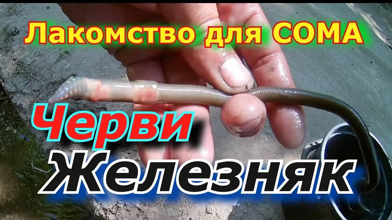 Какие черви нужны для ловли сома на квок. Где искать червей  для квока.