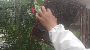 Суперматка трехлетка заложила маточники, частный случай при двухматочном содержании, что делать.