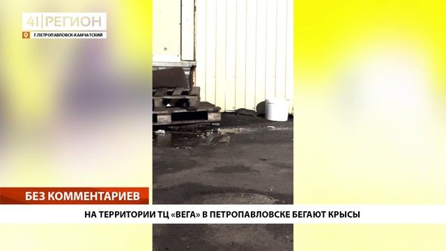 НА ТЕРРИТОРИИ ТЦ «ВЕГА» В ПЕТРОПАВЛОВСКЕ БЕГАЮТ КРЫСЫ • БЕЗ КОММЕНТАРИЕВ