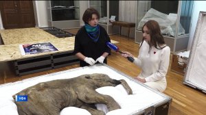 В Уфу в Нацмузей приехала уникальная выставка, главный экспонат которой - мамонтенок Люба