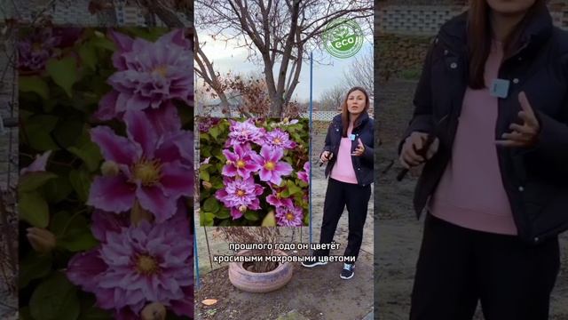 Подготовка клематисов к зиме #дачастайл #дачадача #любимаядача #дача

 #любимыйсад #дачники #дачник