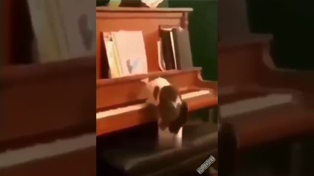 Домашний пианист