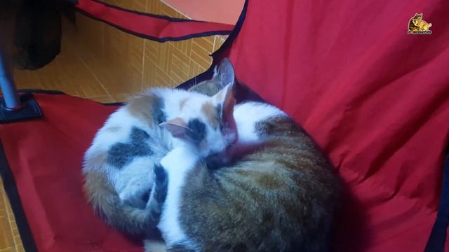 Short tail always take my seat to be napping place the most смотреть онлайн