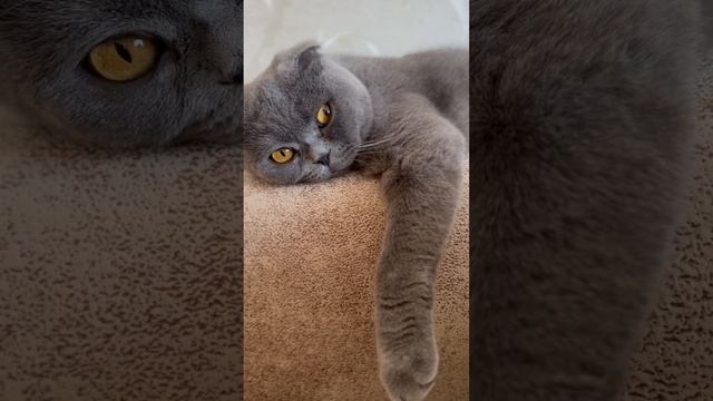 наРАССЛАБОНЕ наЧИЛЕ⬛ #shortsfunny #catlover #relaxingmusic #sleep #superstar #вислоухая #отдых