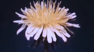 $UICIDEBOY$ KILL YOURSELF PART III INSTRUMENTAL REMAKE