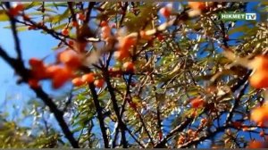 Табиғат және адам [7-сынып, қазақ тілі]