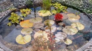Искусственный водоем своими руками. Мини пруд в саду, интересные идеи. Artificial pond in the garde