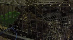 перепелки в подвале