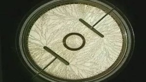 Физика. Проводник в электрическом поле