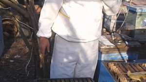 Весеннее развитие у пчел, схематично как развивать семью | уроки пчеловодства