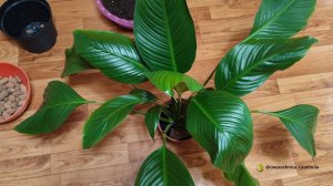 Перевалка большого спастифиллума(женское счастье)😍