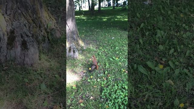 Петергоф. Там белочки живут). А мы не знали