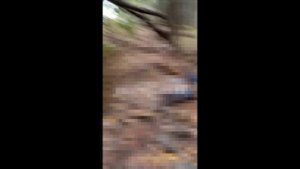 ⚡️СВО 18+ Лесополосы завалены украинскими боевиками.