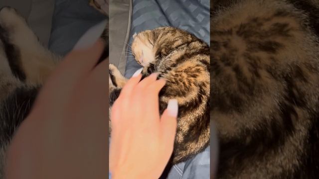 Шотландская вислоухая кошка 🐱