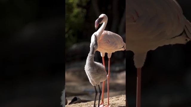 Фламинго и их "зобное молоко" для птенцов 🦩