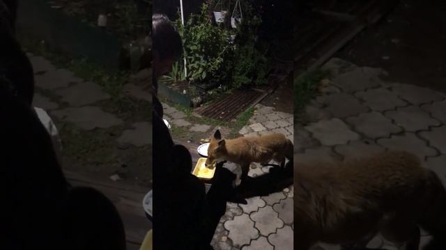 А вот и Цица)
