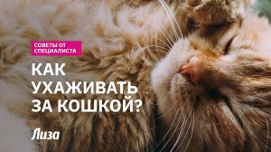 🥰 🐈 Как ПРАВИЛЬНО заботиться о КОШКЕ? ТОП-СОВЕТЫ об уходе, здоровье и питании от специалиста!