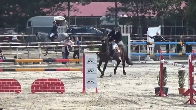 Wavo Chimera 2011 Charisma x Papillon