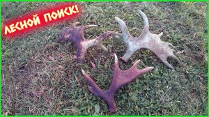 ЛЕСНЫЕ ТРОФЕИ!! РОГА ЛОСЯ И МЕТАЛЛОЛОМ!