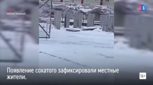 В Тазовском огромный лось ворвался на стройку