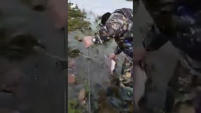 Кольский