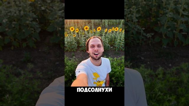 вид хороший, а история не очень #e2znakomy #smattdrum #live #tour #vlog #sunflowers #top #rec #short