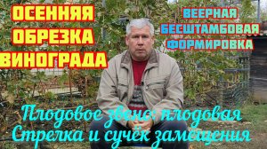 Осенняя обрезка и веерная бесштамбовая формировка 10 летнего куста винограда сорта Блестящий