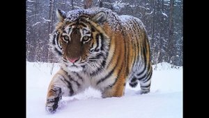 Интересные факты про Амурского тигра