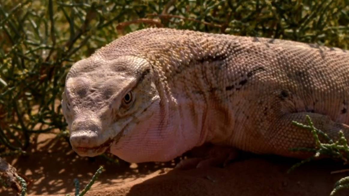 Варан на охоте. смотреть онлайн