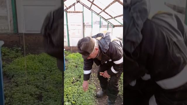 Помидоры вооот такие будут! 🍅👍