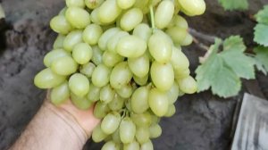 СУПЕР НОВИНКА 2024!🍇🍇🍇.mp4 WhatsApp и Viber +79528500417. ТЕЛ. +79054033245.