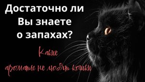 Достаточно ли Вы знаете о запахах?Какие ароматы не любят кошки.