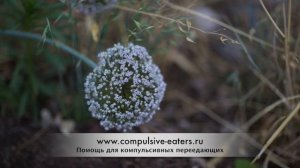 Ал-Анон. Спикерская. Кэрол Р.