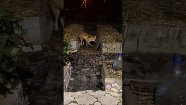 И снова Вася