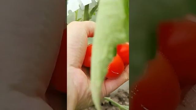 ТОМАТ ЧЕСНОЧНЫЙ собираю урожай!!! Рейсетомейт Томат путешественника Чесночная голова