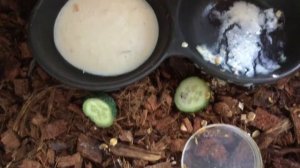 УЛИТКА АХАТИНА ФУЛИКА (ОБЗОР)НА КЛИТОК ВИНОГРАДНЫЕ