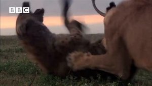 Hyena Attacks Lion & Pays the Price!