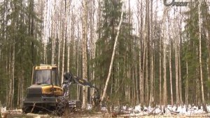 Лесничество заготовка леса