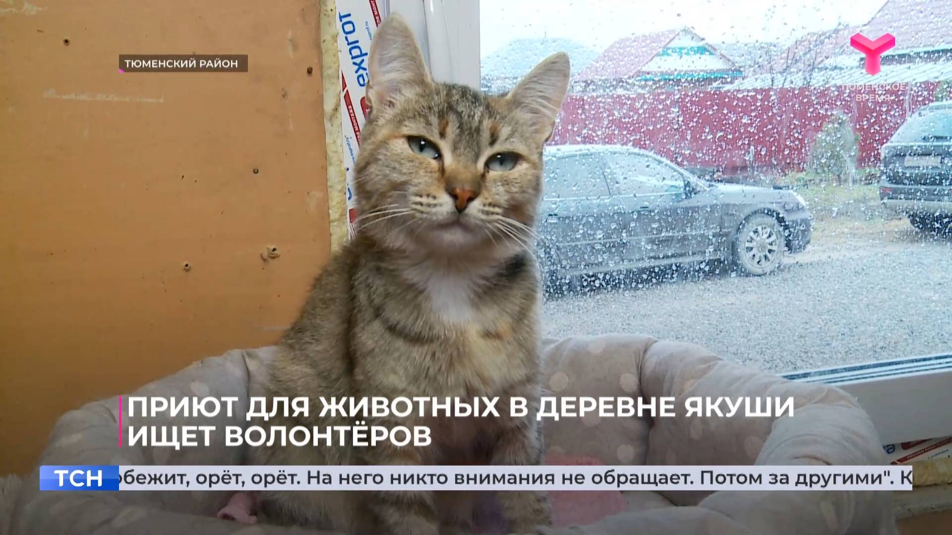 Приют для животных в деревне Якуши ищет волонтёров