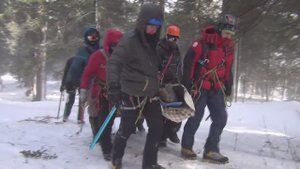 ПСР в лесной зоне