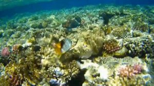 Egypt Marsa Alam Utopia beach club