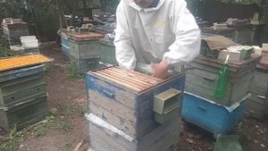 Как бороться с варроатозом? Помещаем матку в изолятор, метод неполного сиротства