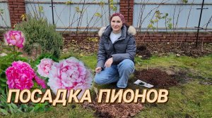 посадка пионов осенью