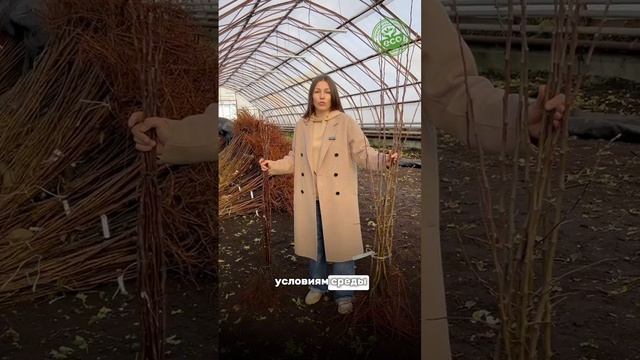 Семенной подвой #дача #дачастайл #дачадача #любимаядача #дача #любимыйсад #дачники #дачник #сад