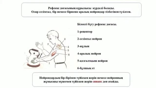 РЕФЛЕКС ЖӘНЕ РЕФЛЕКСТІК ДОҒА #рефлекс