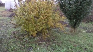 Я на даче 27.10.2024